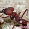 Откриха марсиански мравки в Амазонка
