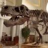 Откриха скелет на нов вид динозавър