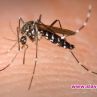 Жена изби четири милиона комара