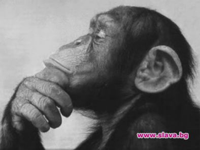 Женските маймуни са по-умни от мъжките 