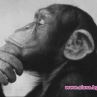 Женските маймуни са по-умни от мъжките 