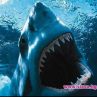 Акула звяр изяжда туристи в Австралия