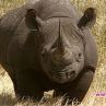 Черният носорог обявен за изчезнал