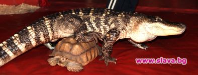 Гигантски алигатор и костенурка в софийския цирк