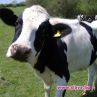 Клонирана крава дава човешко мляко