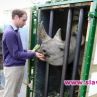 Принц Уилям: Спрете убийствата на носорози!
