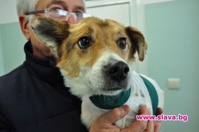 Уникално присаждане на кожа на куче в клиниката на фондация „Четири лапи“