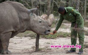 Последният мъжки северен бял носорог в света умря в Кения