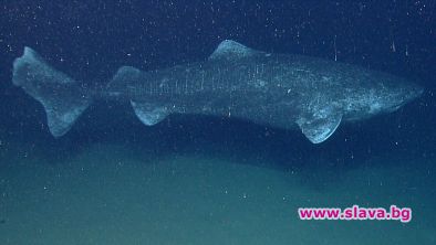 Гренландската акула е най дълголетното гръбначно на Земята Екип изследователи от