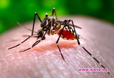 Пазете се из София отново са плъзнали комари мутанти съобщи тв