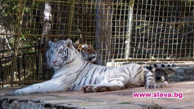 Бял тигър е най-новото попълнение в старозагорския зоопарк, съобщи кметът