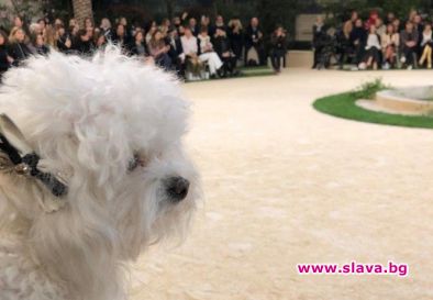 Куче от Варна се превърна в сензация на световните седмици