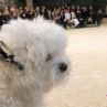 Куче от Варна наблюдава ревю на Шанел