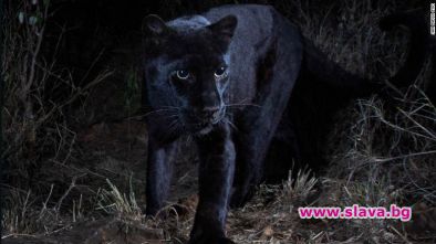 Оказва се че митичният африкански черен леопард наистина съществува Биолозите