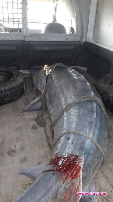 200-килограмова моруна конфискуваха инспектори на ИАРА край Силистра
