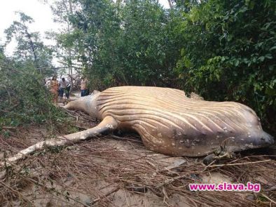Гърбат кит е открит мъртъв в джунглата на Амазонка далеч