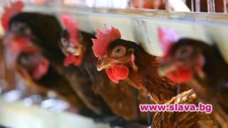 Пилета в училищната ферма в северозападната Франция се групираха и