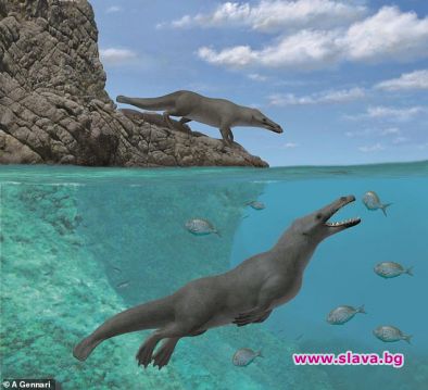 Фосили от четирикрак кит с черти подобни на видра живял
