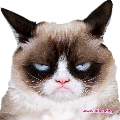 Милиони фенове на меметата скърбят за Grumpy Cat – животинката