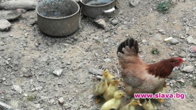 Кокошка излюпи патенца в родопското село Могилица Малките патенца са
