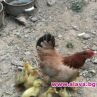 Кокошка излюпи патенца в родопското село Могилица 