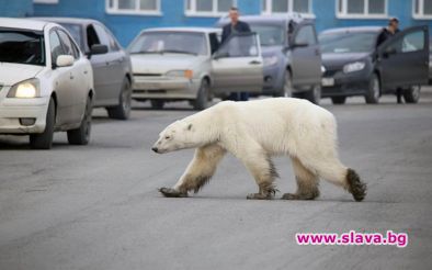 Полярна мечка обикаля руския град на стотици километра от естествената