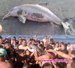 Бебе делфинче беше убито в Аржентина, след като няколко човека