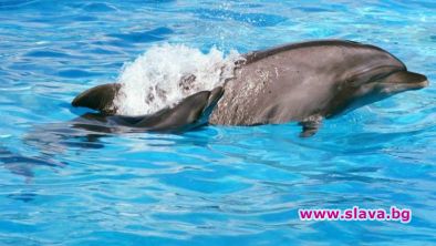 Бебе делфинче почина по време на представление в делфинариума във Варна