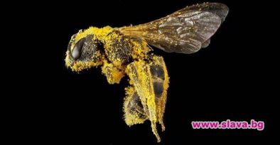 Институтът Earthwatch заключи че пчелите са най важното живо същество на