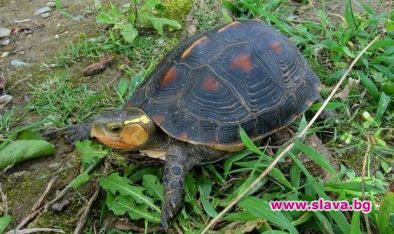 Повече от 60 застрашени костенурки изчезнаха от зоопарк в най южната