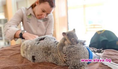 Малката коала Фантом и майка ѝ били блъснати от кола