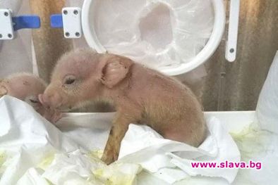 В Китай се роди първият в света хибрид на свиня