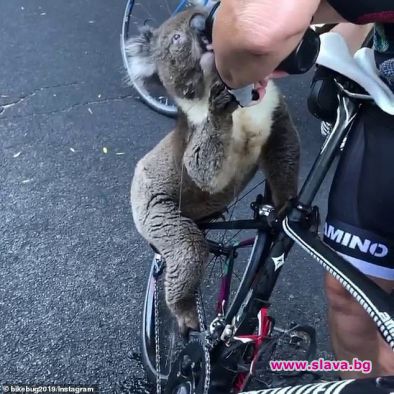 Жадна коала, страдаща от високите температури, спря колоездач и се