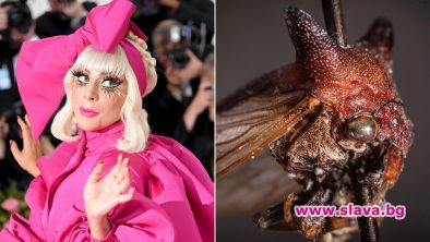 Учени кръстиха новооткрито насекомо в чест на Лейди Гага заради