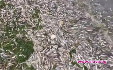 Тонове мъртва риба е покрила част от брега на Варненското