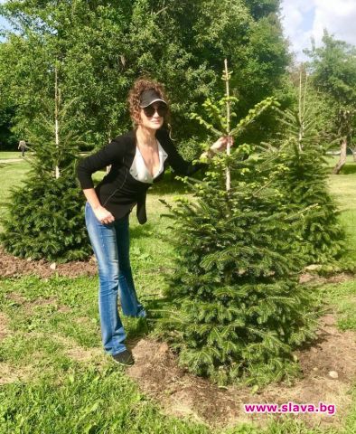 София има нова иглолистна горичка 35 те прекрасни ЕЛХИ НА ТАЛАНТА