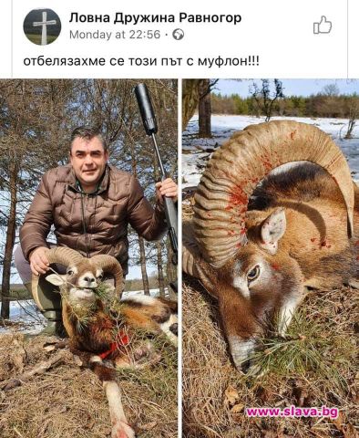 Снимка на ловец с отстрелян муфлон предизвика вълна от негативни
