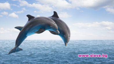 Безплатно шоу на два делфина вдигна на крак плажуващите на