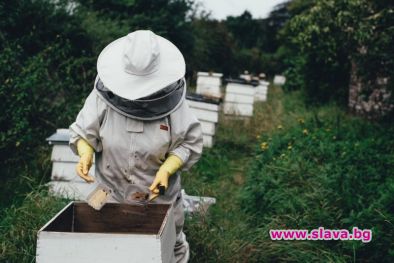 Защо намаляването на пчелната популация по света е опасно за
