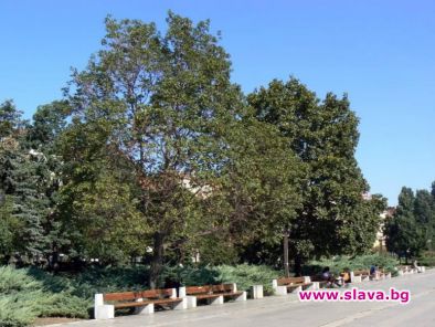 София става по зелена с нови 2500 дървета Залесяването ще стартира