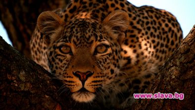 National Geographic представя продукцията Леопардът с нефритения поглед в която