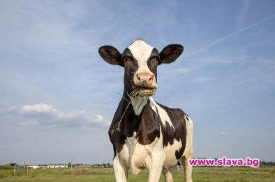 Крава наречена на Виктория Бекъм от породата Лимузин беше продадена