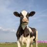 Продадоха крава, кръстена на Виктория бекъм за 300 000 евро