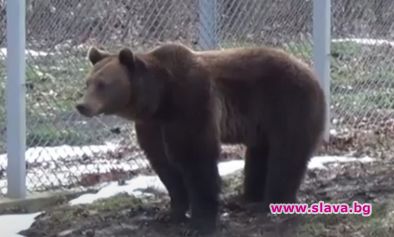След повече от три месеца зимен сън мечокът Костадин от