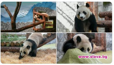 Пандата Дин Дин от московския зоопарк унищожи картонен макет на