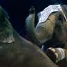 Слонски бой в цирка в Казан, няма пострадали зрители (ВИДЕО) 