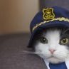 Котка, спасила човек, беше назначена за началник на полицейско управление