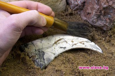 Китайски палеонтолози откриха в югозападната част на страната вкаменени кости