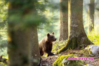 Новият документален филм по Viasat Nature „Завръщането на мечките“ е