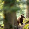 Гледаме завръщането на мечките по Viasat Nature 